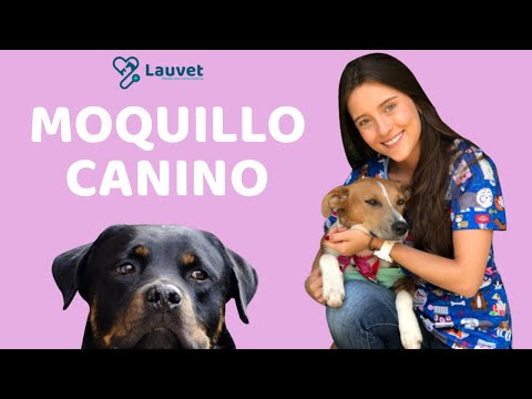 Video: Distemper Canino