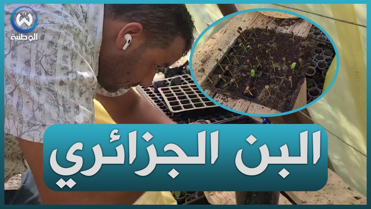 نجاح أول تجربة لزراعة البن في الجزائر