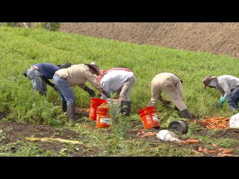 Video: Sutilezas De Cosechar Y Almacenar Zanahorias