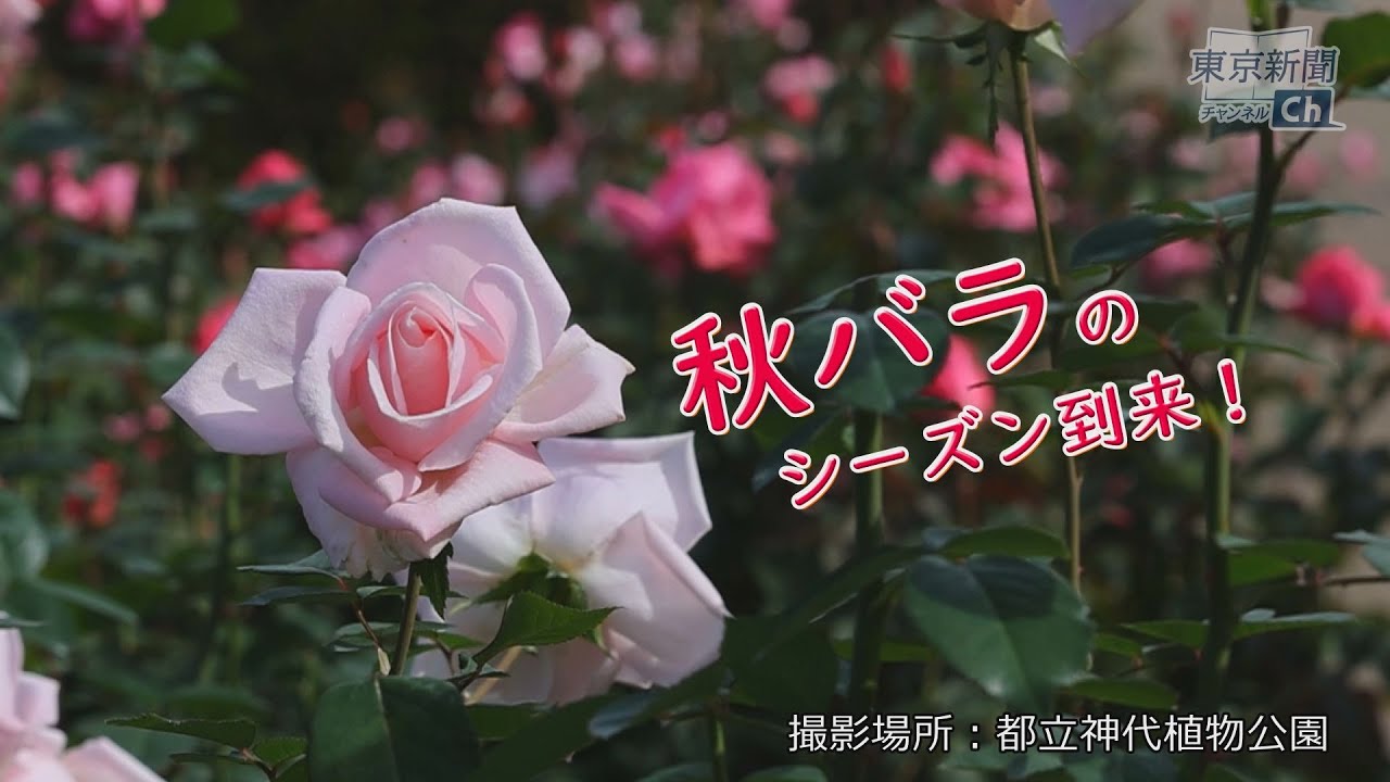 秋バラのシーズン到来 都立神代植物公園でバラが見ごろ Youtube