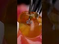 一生、同じ晩ごはんを食べるなら どれがいい？　#asmr