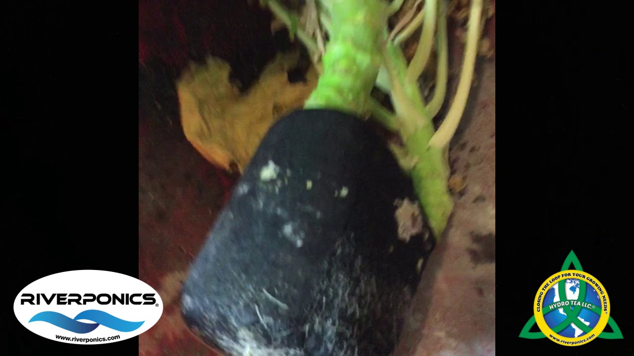 Riverponics Crazy Grow