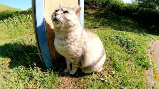 トトロみたいな猫が猫バスを待つ！？