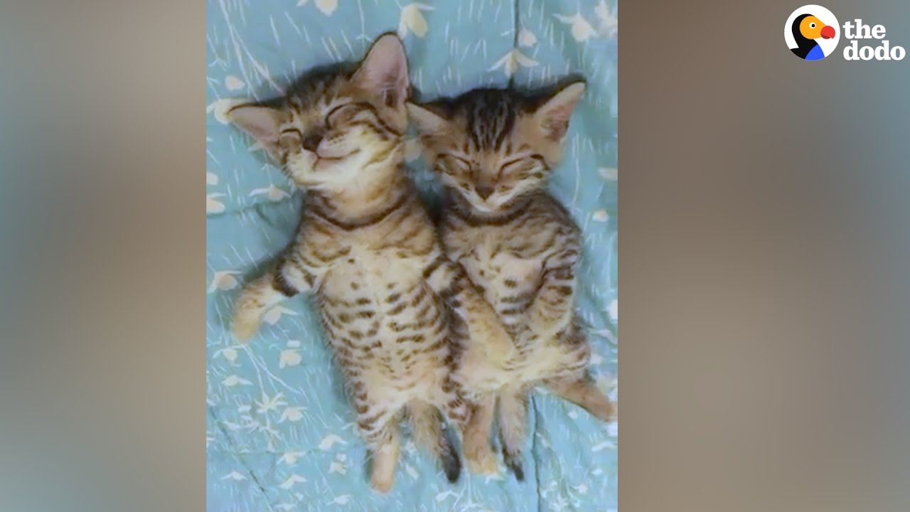 Kitten Twins Nap In The Cutest Position | The Dodo