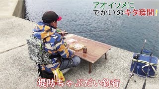 湾内からアオイソメの投げ釣りしたら大型きた(484話目)