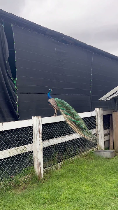 Detik detik burung merak terbang
