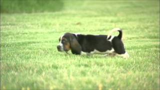 Daisy Mae 5 and 1/2 Weeks Old!