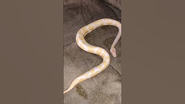 beautiful albino ball python ❤️ #shorts #reptiles #ballpython #python #snake