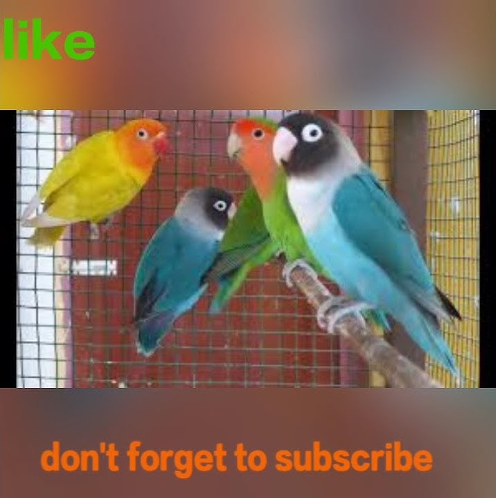 #african_lovebirds #parblue         top highest cost African lovebirds..only on #greathyderabadiz 👍