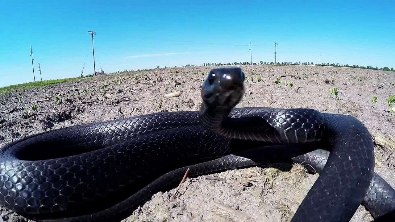 How Fast Is A Black Pepper Snake