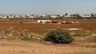 الفنان محمد شحادة شاعر المجوز عبدالله الحريري ابو صياح عازف الاورغ أيمن الموصلي