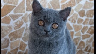 Elliescats - Bella British Shorthair Yavrumuz by Ellies Cats 1,199 views 9 years ago 1 minute, 12 seconds