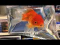 MY FIRST PET GOLDFISH(SO CUTE)