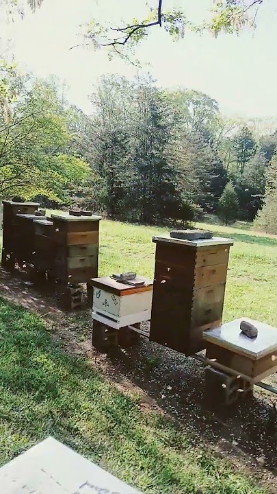 The Early Bee Gets The.......Nectar?? 😎