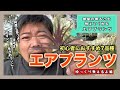 【エアプランツ初心者必見】まずはじめるなら100均でも買えるこれ！強いエアプランツを解説