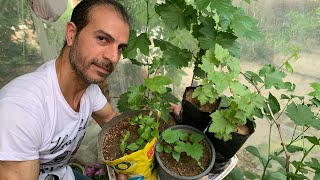 زراعة العنب من البذور والعقل 🍇 ونجاح الانبات والتجذير منقطع النظير وبالدليل 👌
