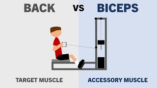 How Much Growth do Accessory Muscles Get from Compound Lifts?