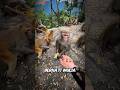 Monyet Ini Yang Berhati Mulia, Berhak Dapat Imbalan! #viral #shortsvideo