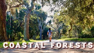 Amazing Nature on Americas Atlantic Coastline | Maritime Forest Explained