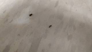 A beetle, an ant, and a very tiny something