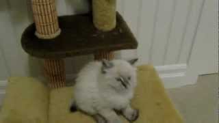 7 week old American Bobtail kittens by S kat 704 views 11 years ago 33 seconds