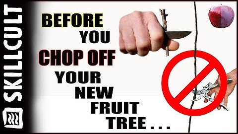 Before You Cut Back Your New Fruit Tree, Watch This! Training by Notching and Dis-budding & pruning