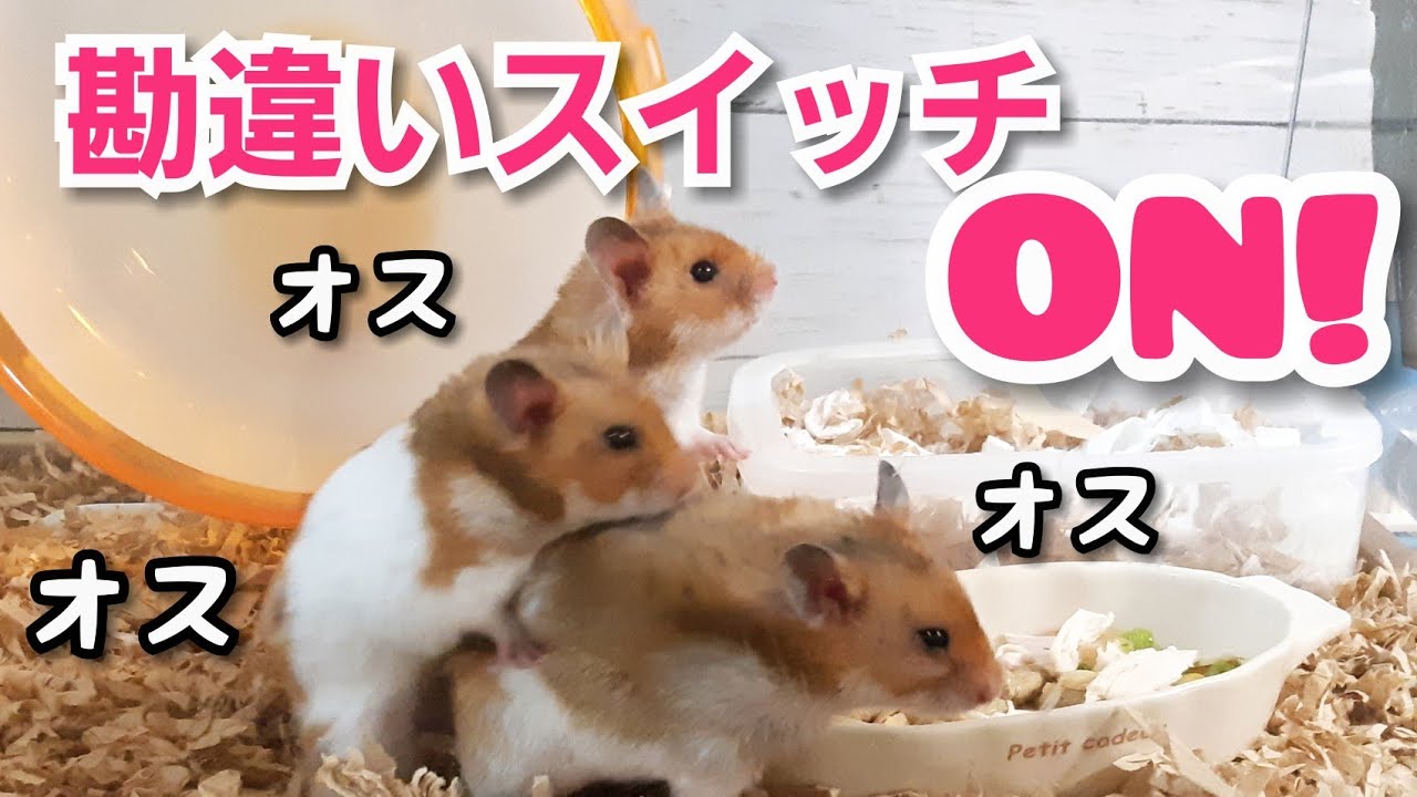 ハムスター 多頭飼い オス 同士で 勘違いから始まる愛の形 Youtube