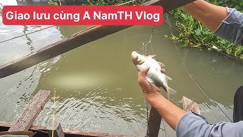 Câu Cá đụng bầy cá dảnh cồn mỹ hòa hưng ​⁠