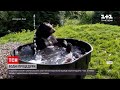 Новини світу: в американському зоопарку ведмедю влаштували SPA-день