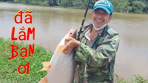 Câu cá tra sông/điểm câu hot nhất miền tây Mỹ phước Sóc Trăng luôn có hàng khủng đoán anh em