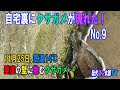 自宅裏にクサガメが現れた！No.9　～11月25日、気温14℃。垂直の壁に挑むクサガメ～