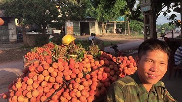 Cập nhật giá vải thiều lục ngạn sáng sớm 27/6/2020| giá vải thiều chính vụ | bản sắc miền núi