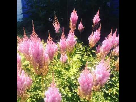 Great perennial plant: Astilbe