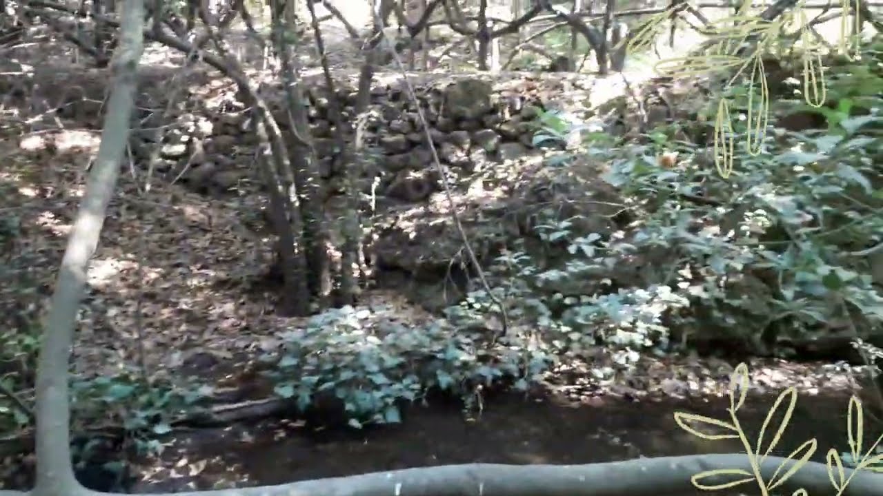 In montagna tra piante, animali, castelli, grotte e cascate/Plants animals castles caves waterfalls