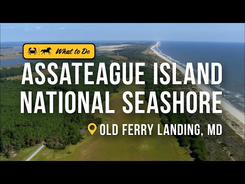 Assateague Island National Seashore is More Than Just Wild Horses | Get Out of Town — Ocean City, Maryland Assateague Island National Seashore is More Than Just Wild Horses | Get Out of Town — Ocean City, Maryland
