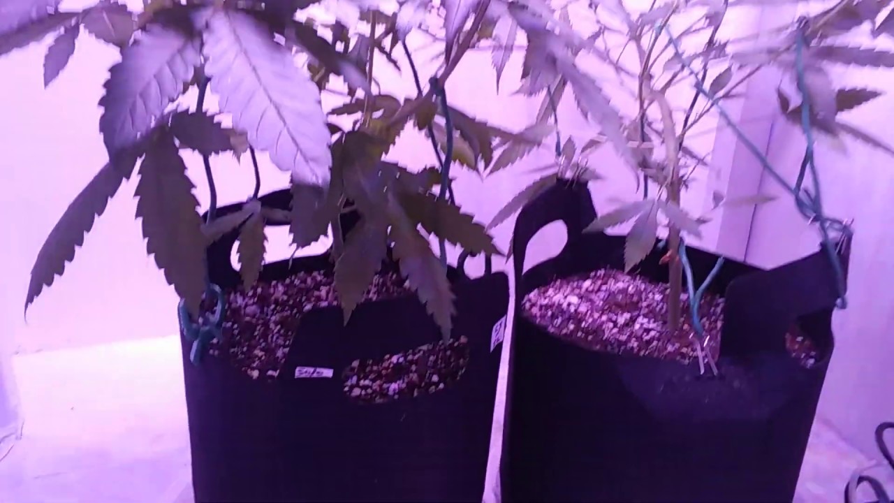 "Solo" and Wedding Cake auto