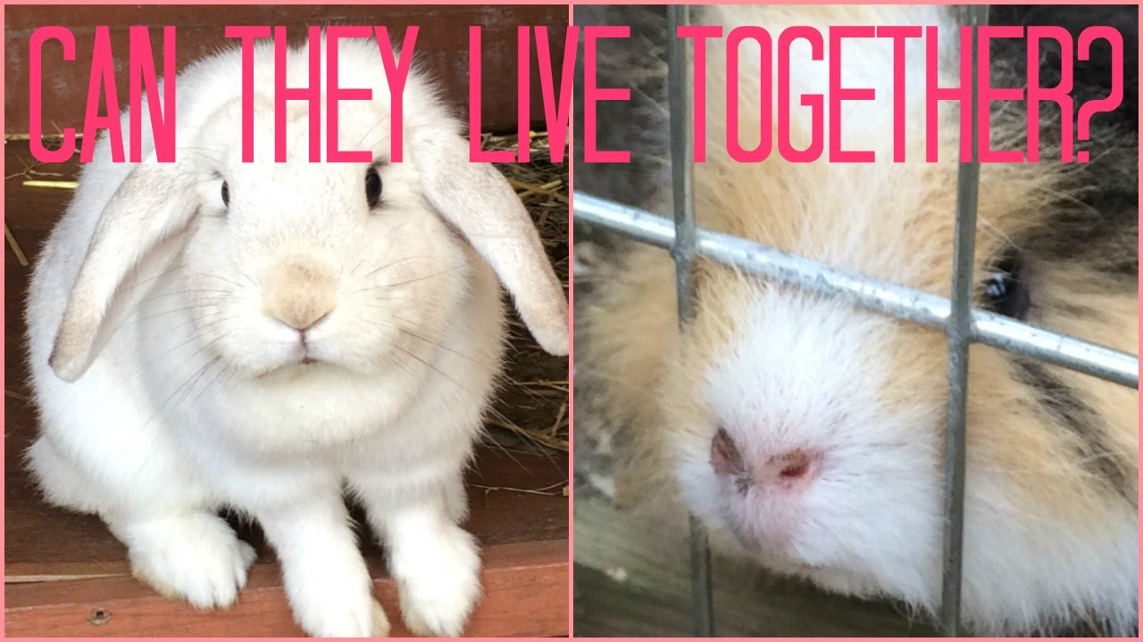 Can Rabbits And Guinea Pigs Live Together Youtube