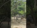 #zebra #giraffe #tram #magnificient #creatures #animals #zoo
