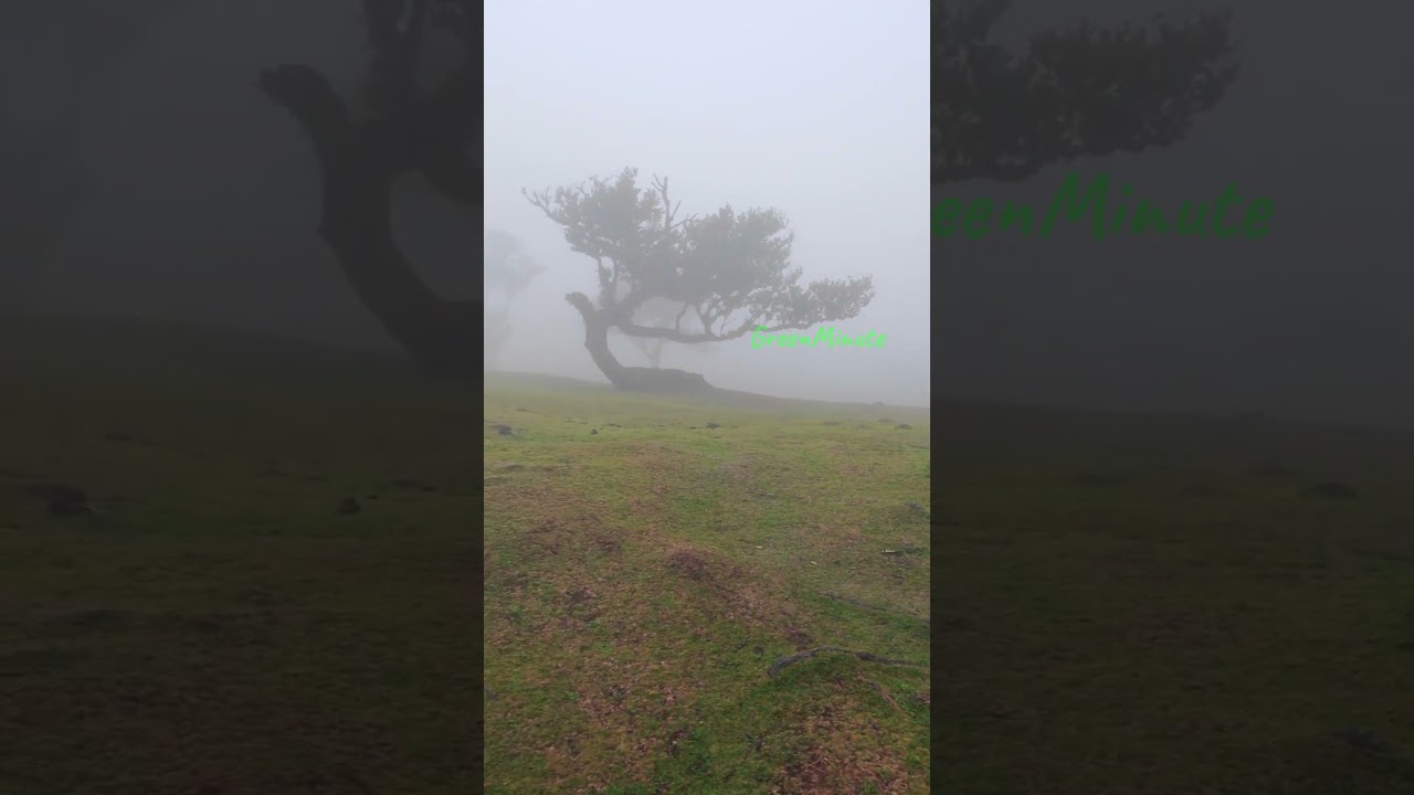 This Forest Makes Creepy Sounds… and No One Knows Why 