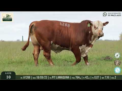 LOTE 10 - A1268 | ABANICO DA PITANGUEIRA