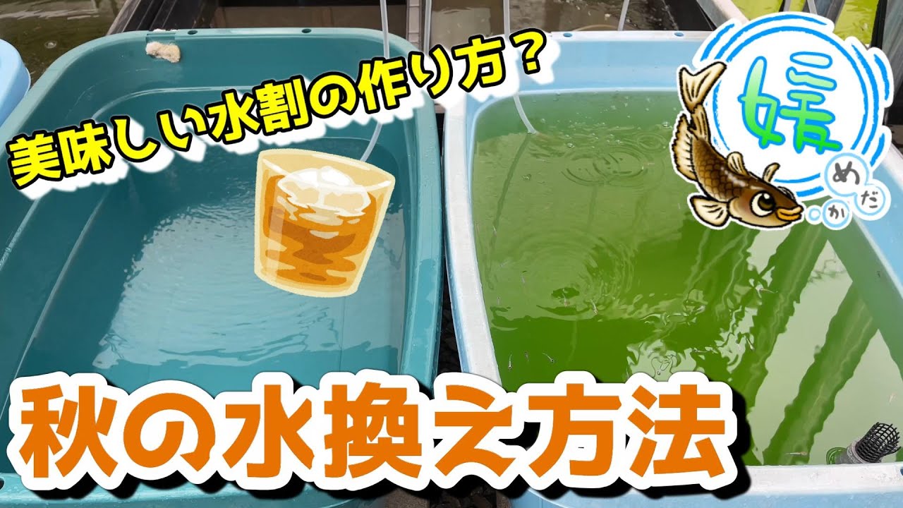 秋の水換え方法～メダカ飼育に大切な割り水について～【媛めだか/越冬に向けた水作り】