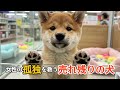 50歳女性の孤独を救った売れ残りの子犬(ロングver.)