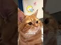 5 Telltale Signs Your Cat Is Thriving, How Many Does Your Pet Have