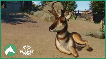 Pronghorn Antelope Habitat | Elm Hill City Zoo | Planet Zoo