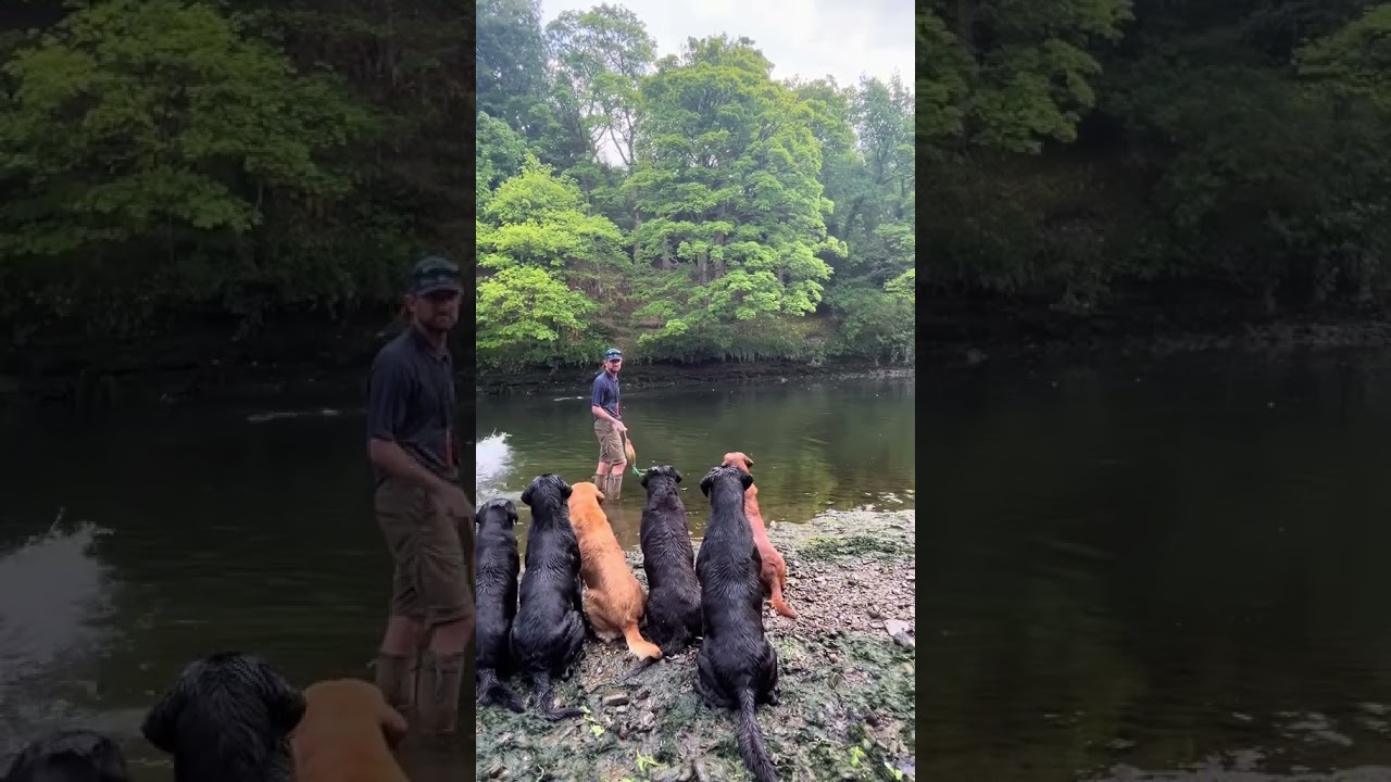 Walking in the forest with my dog 