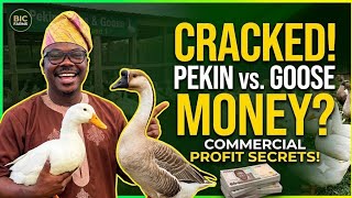 Duck Farming Secrets: Pekin vs. Mulard & Profitable Egg Layers!