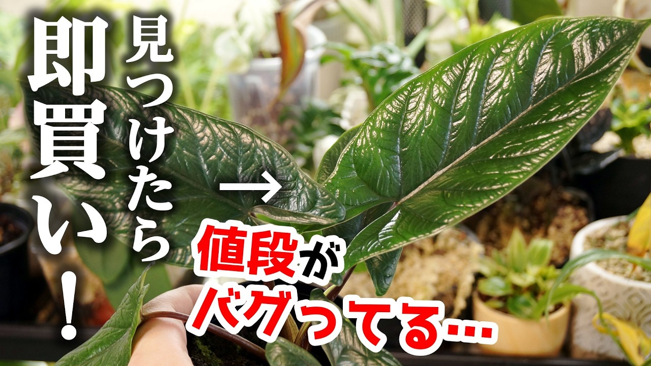 あるホムセンで『価格がバグり散らかした極美観葉植物』を見つけて