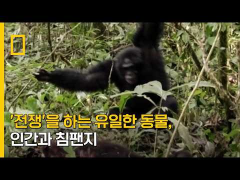 '전쟁'을 하는 유일한 동물, 인간과 침팬지