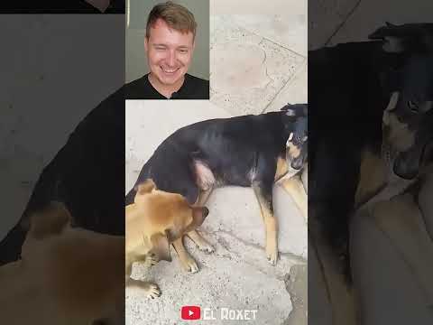 LOS MEXICANOS SON PURO DESMADRE