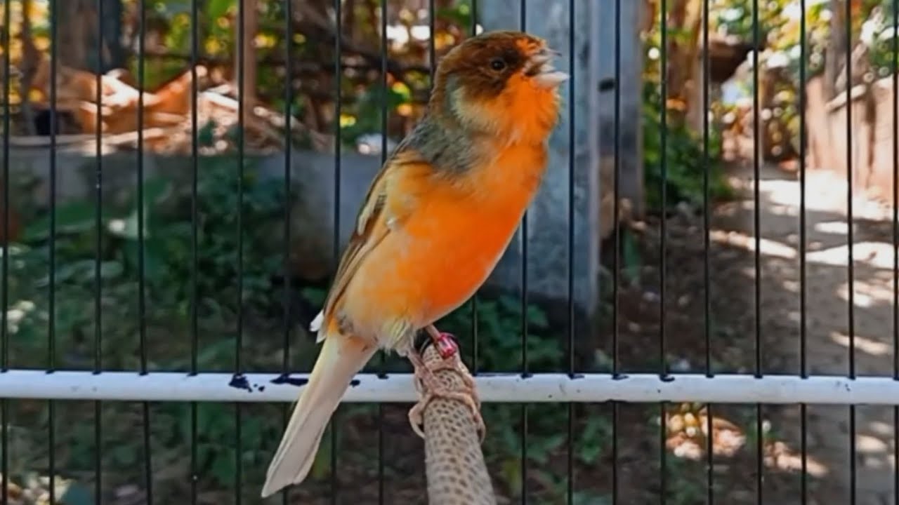 O treinamento mais mágico | 41 | Canário Belga tenta todos os canários a cantar!!!